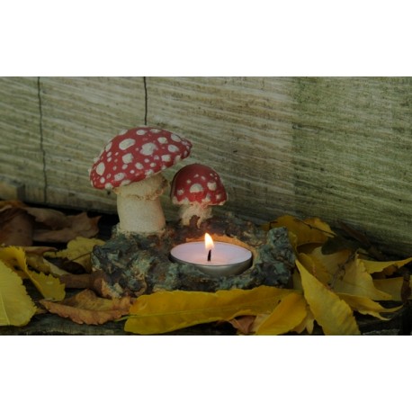 Amanita Muscaria