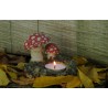 Amanita Muscaria