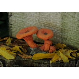 Lactarius