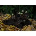 Lámpara Micenas verdes