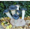Lámpara. Trompetas de la muerte (Craterellus cornucopioides)