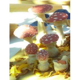 Amanita Muscaria