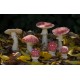 Amanita Muscaria Grande