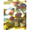 Amanita Muscaria pequeña