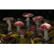 Amanita Muscaria pequeña