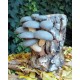 Lámpara Pleurotus ostreatus