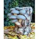 Lámpara. Pleurotus ostreatus