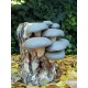 Lámpara Pleurotus ostreatus