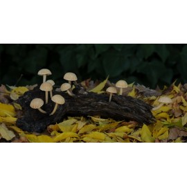 Tronco con 10 setas amanillas