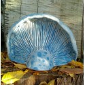 Lámpara. Lactarius Indigo