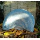Lámpara. Lactarius Indigo