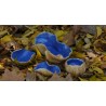 Pezizas medianas azules