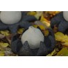 Astraeus o geastrum negro. Abierta