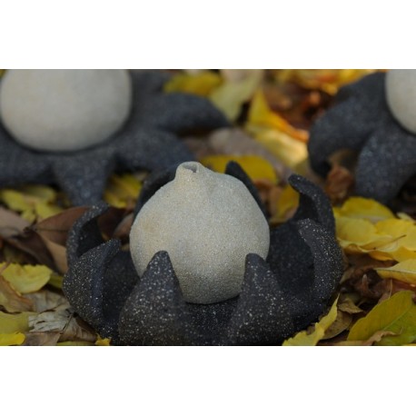 Astraeus o geastrum negro. Cerrada