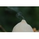 Astraeus o geastrum negro. Cerrada