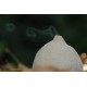 Astraeus o geastrum negro. Cerrada