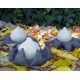 Astraeus o geastrum negro. Cerrada