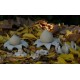 Astraeus o geastrum negro. Cerrada