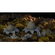 Astraeus o geastrum negro. Cerrada
