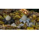 Astraeus o geastrum negro. Cerrada
