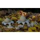 Astraeus o geastrum negro. Cerrada