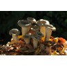 Craterellus cornucopioides. Grandes