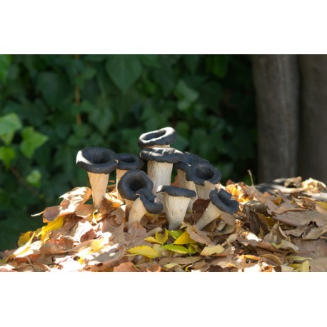 Craterellus cornucopioides otrompetas de a muerte negras. Medianas