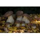 Boleto Edulis Grande