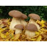 Boleto Edulis Pequeño