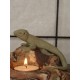 Lagarto piedra