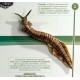 Ichthyostega
