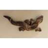 Lagarto de Jaén/imán
